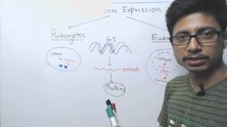 Difference between Prokaryotic and Eukaryotic Gene Expression [upl. by Hasen667]