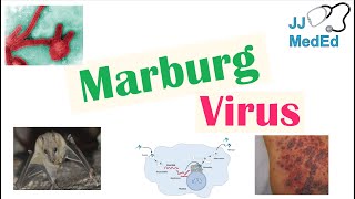 Marburg Virus Origins Transmission Pathophysiology Symptoms [upl. by Hoffert596]