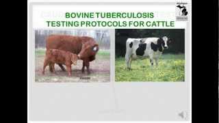 Bovine TB Testing Protocols for Cattle  MDARD [upl. by Noitsuj]