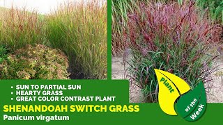 Shenandoah Switch Grass  Panicum virgatum  Perennial [upl. by Matthew10]