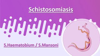 Pelvic Ultrasound Non OB Protocol [upl. by Ennaitsirhc]