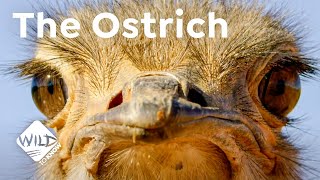 The Ostrich  a Bird with a Penis 🍆  Wild to Know [upl. by Ashbey]