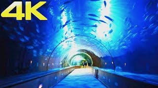 Oceanogràfic Valencia  The Largest Aquarium amp Marine Park in Europe  4K [upl. by Ikiv]