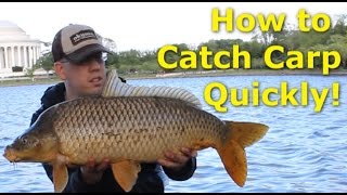 How to catch carp quickly  Fishing for carp with pack bait [upl. by Asirahc]