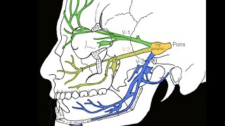 Cranial nerve V [upl. by Nnylak]