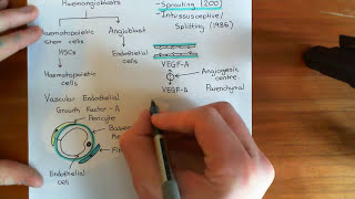 Introduction to Angiogenesis Part 1 [upl. by Nita618]