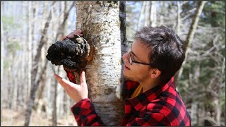 How to Harvest Chaga Correctly Featuring Birch Polypore [upl. by Gleeson358]