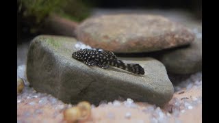 Bristlenose Pleco  Should you get one [upl. by Airotna103]