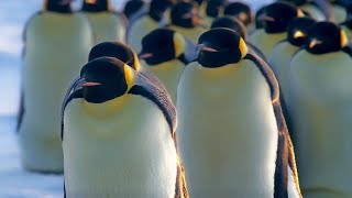 How Does Huddling Help Penguins Stay Warm  BBC Earth [upl. by Eneleahs]