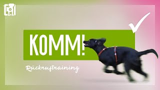 Rückruftraining  ein bombenfestes KOMM beibringen [upl. by Stearne]