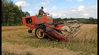 Swathing barley and oats like the old days [upl. by Attinahs]