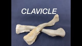 CLAVICLE  GENERAL FEATURES AND ATTACHMENTS [upl. by Eberto577]