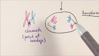 AS Biology  Meiosis OCR A Chapter 63 [upl. by Odyssey]