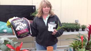 How to Transplant a Bromeliad [upl. by Dania]