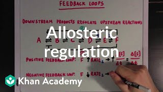 Allosteric regulation and feedback loops  Biomolecules  MCAT  Khan Academy [upl. by Ferullo]