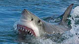 Meet the great white shark  Oceana [upl. by Witt828]