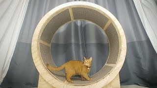 How to make a Cat Exercise Wheel [upl. by Arand44]