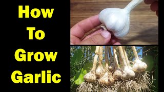 How To Grow Garlic  The Definitive Guide For Beginners [upl. by Nadroj846]