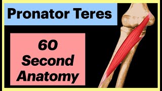 Pronator Teres 60 second Anatomy Shorts Anatomy MedicalStudent [upl. by Kciregor376]