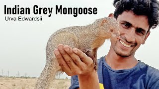 Indian Grey MongooseNevlaa Az Information and interesting Facts [upl. by Zoeller]