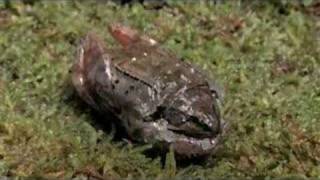 Frog revived from being completely frozen [upl. by Anirbaz]