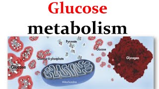 Overview of glucose metabolism [upl. by Deer]