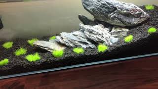 HOW TO GROW Utricularia Graminifolia [upl. by Timoteo122]