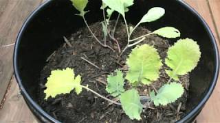 Growing in Containers  Collard Greens TeamWoodsGardening [upl. by Atiz536]