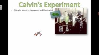 Calvins Experiments 2016 IB Biology [upl. by Stacia287]