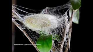 silk worm building cocoon [upl. by Deyas717]