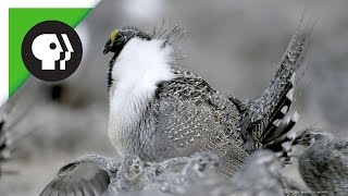 SageGrouse Mating Rituals in Groups Called Leks [upl. by Toll]