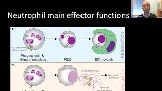 Neutrophils in Inflammation and Autoimmunity [upl. by Lochner]