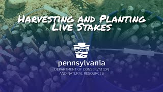 Harvesting and Planting Live Stakes [upl. by Yelmene968]