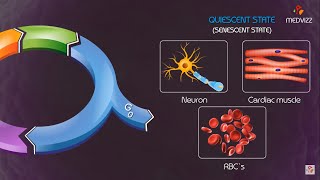 Cell cycle checkpoints and regulation Animation [upl. by Geiss]