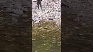 ㅣFinally I caught dynamic jumping salmonI ❤️ salmon fishing Vedder river Canada 🇨🇦 54 [upl. by Aihseyk]