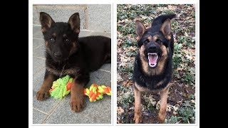 German Shepherd Growing Up Barking 6 Weeks  1 Year [upl. by Nap824]