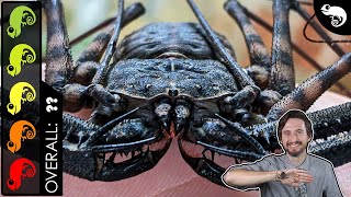 Tailless Whip Scorpion The Best Pet Invertebrate [upl. by Leahcimal]