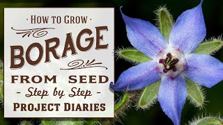 ★ How to Grow Borage from Seed Complete Step by Step Guide [upl. by Socem]