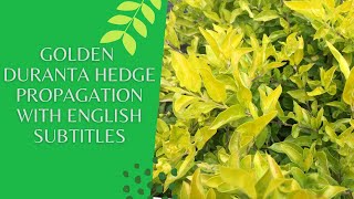 Golden duranta plant propagation  Golden Duranta hedge propagation with English subtitles [upl. by Denn]