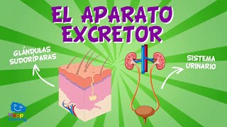 EL APARATO EXCRETOR  Videos Educativos para Niños [upl. by Repohtsirhc]