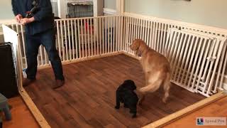 PVC Puppy Pen  Fully Customizable  DIY [upl. by Grory258]