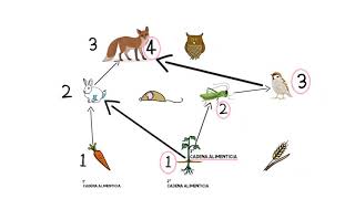 ¿Qué es una red alimentaria [upl. by Hynes]