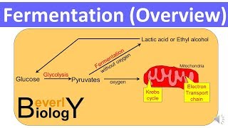 Fermentation Overview updated [upl. by Fen]