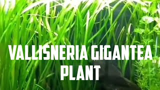 Vallisneria  Jungle Val  Beginner Guide on How To Grow This Great Plant [upl. by Katusha]