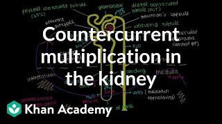 Countercurrent multiplication in the kidney  Renal system physiology  NCLEXRN  Khan Academy [upl. by Retloc366]