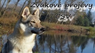 Zvukové projevy Československého vlčáka [upl. by Eliezer]