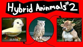 Internet Names for Hybrid Animals Pt 2 [upl. by Trovillion]