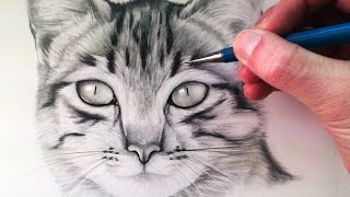 How to Draw a Cat [upl. by Rehpotsirahc]