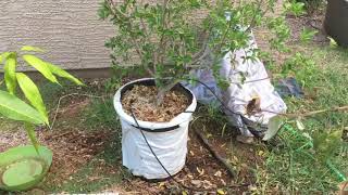 Growing Barbados Cherry Acerola Tree in a Container [upl. by Fawnia]