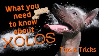 Xolo Tips and Tricks [upl. by Wons24]